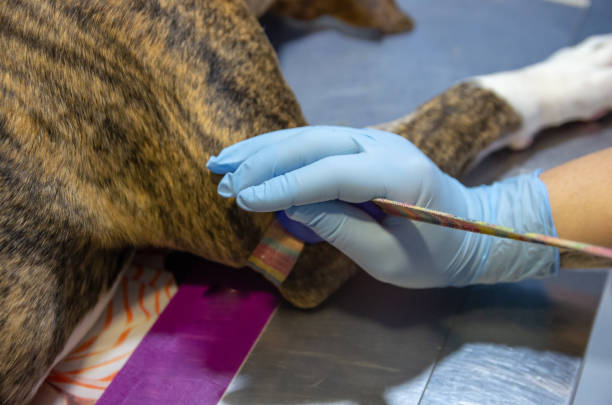 istock Compression of a dog's vein 1169659744