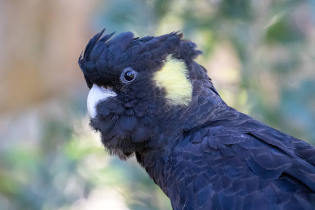 istock Yellow-tailed Black Cockatoo 1169660288