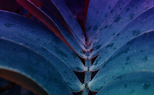냉동 라이트 스카이 블루 나뭇잎 무늬 - 자연 이미지 뉴스 사진 이미지