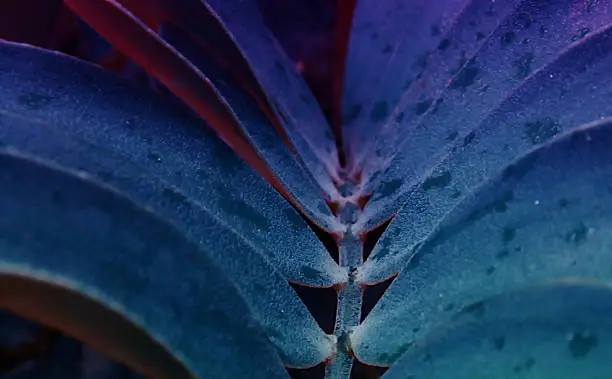 Photo of Frozen Light sky blue leaves pattern