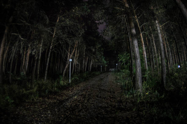 istock magical lights sparkling in mysterious forest at night. Pine forest with strange light 1169662954