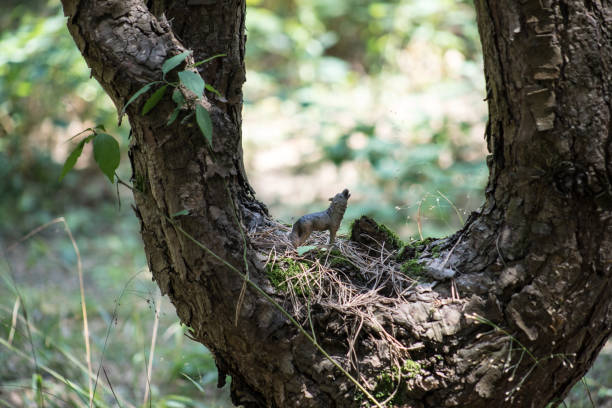 istock Howling wolf in the forest. Mini wolf figure standing on the forest ground. 1169662977
