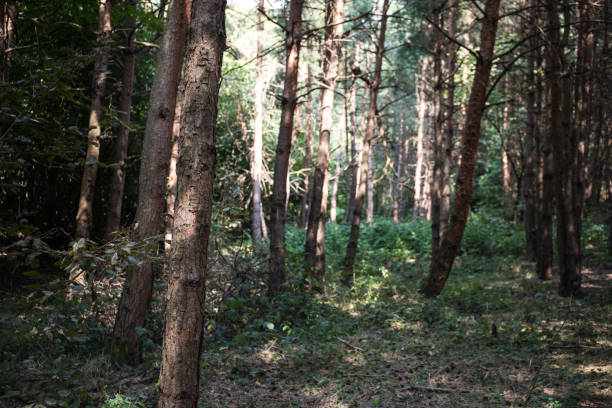 istock Bark of Pine Tree close up. Beautiful pine forest at summer time. 1169662984