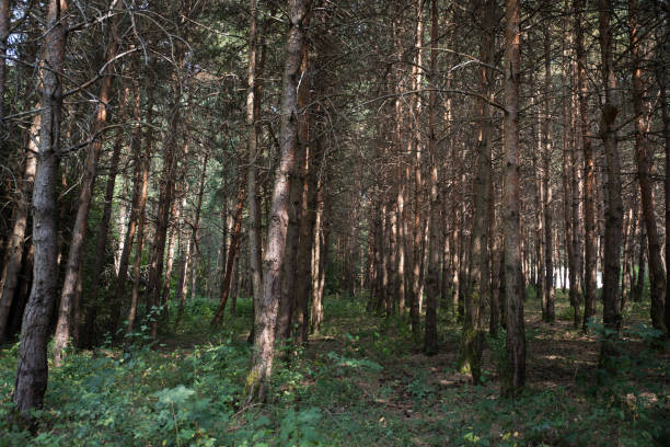 istock Forest landscape.Beautiful forest nature. Tall old pine trees. Summer sunny day. 1169663000
