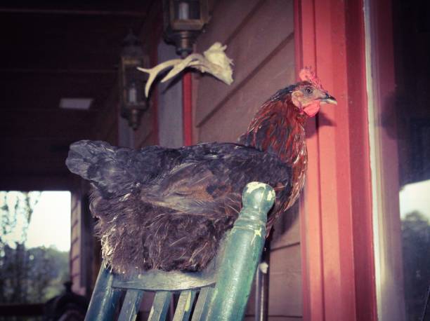 mała czerwona kura siedząca z tyłu bujanego krzesła na wiejskiej werandzie i patrząca w okno - screen door door porch house zdjęcia i obrazy z banku zdjęć