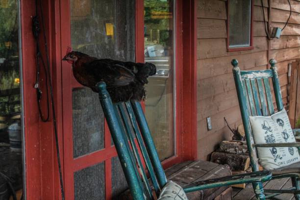 pequeña gallina roja encaramada en la parte posterior de una mecedora en un porche delantero del campo y mirando en la ventana - screen door door porch house fotografías e imágenes de stock