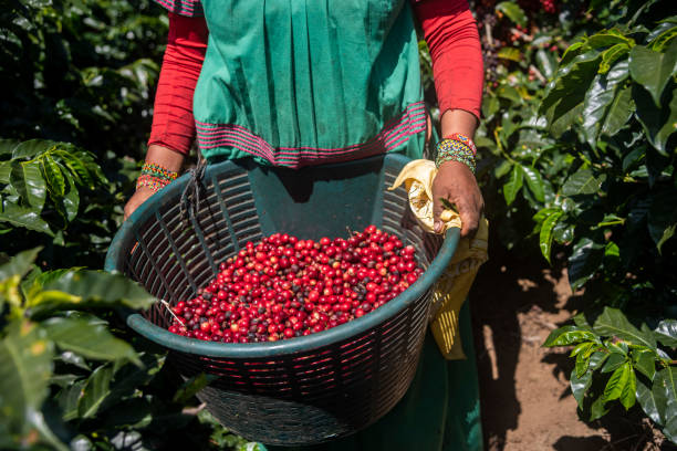 femmes indigènes costaricaines rectifiées dans des vêtements traditionnels récoltant le café dans son panier. - coffee plant photos et images de collection