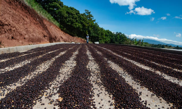 kaffeetrocknungsverfahren auf offenen feldern unter der sonne costa ricas. - picking crop harvesting scenics stock-fotos und bilder