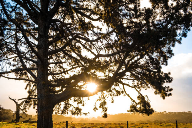 istock Sun rays shining through large tree branches at sunset in Australian countryside 1169665547
