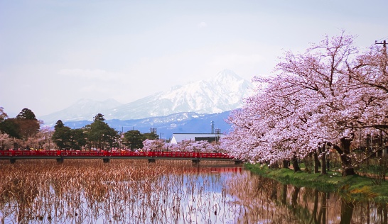 Pink cherry blossom trees in front of a red bridge and mountains in Takada Park in Niigata prefecture in Japan