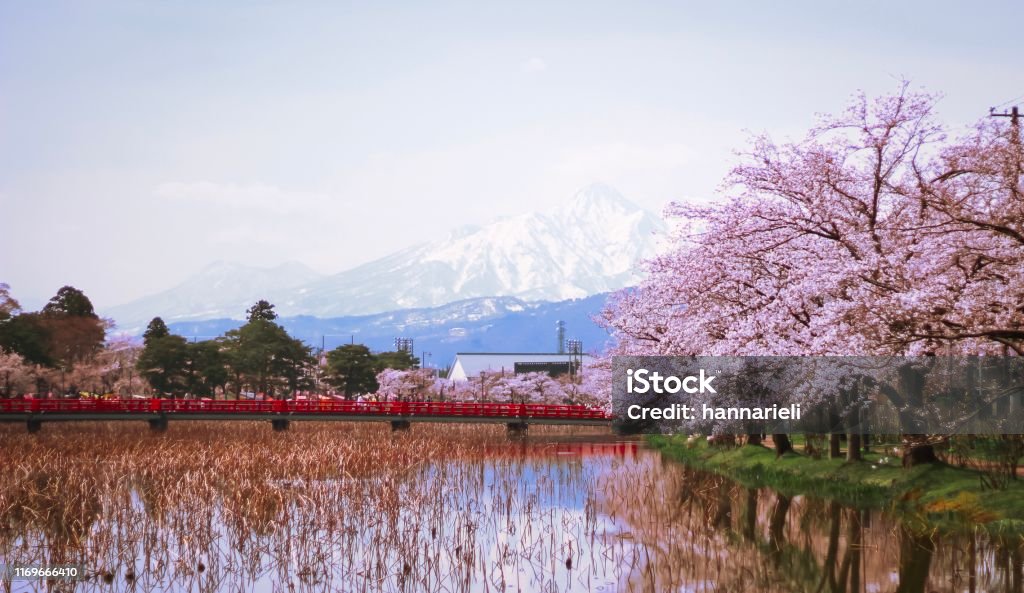 Cheery blossom landscape Pink cherry blossom trees in front of a red bridge and mountains in Takada Park in Niigata prefecture in Japan Niigata Prefecture Stock Photo