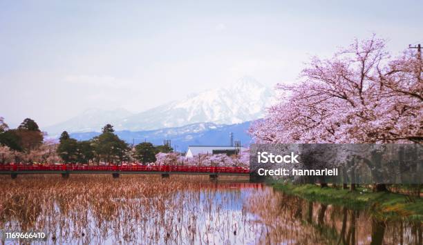 Cheery Blossom Landscape Stock Photo - Download Image Now - Niigata Prefecture, Japan, Cherry Blossom