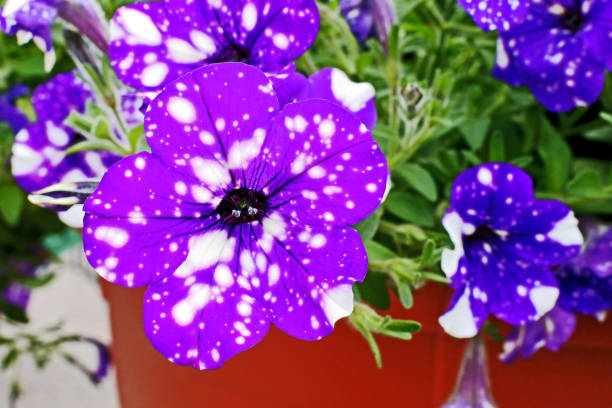 istock bright beautiful Petunia Constellation Virgo 1169667188
