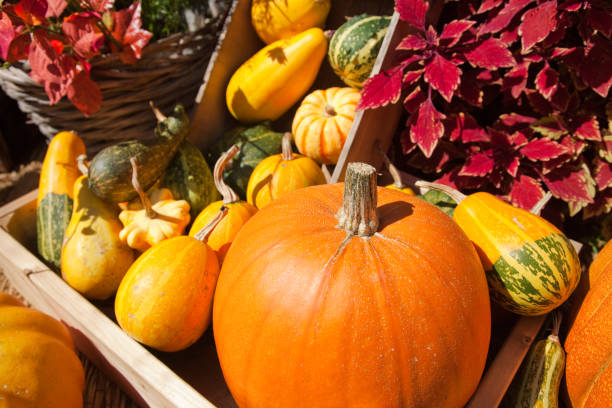 istock Halloween, orange pumpkin 1169667423