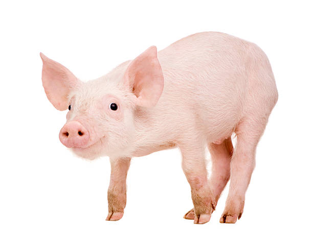 istock Young piglet smiling on a white background 116966752