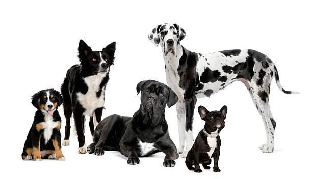 group of dogs group of dogs  in front of a white background. five animals stock pictures, royalty-free photos & images