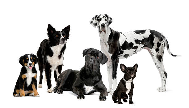 grupa psów - five animals zdjęcia i obrazy z banku zdjęć