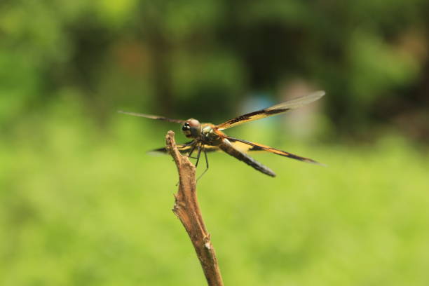 Common picture wing or variegated flutterer dragonfly in nature(Rhyothemis variegata).