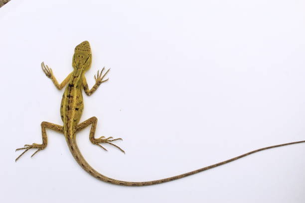 istock Indian garden lizard on white 1169668637