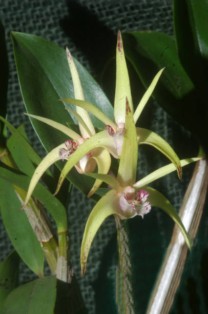 dendrobium orchids Australian hyrbid orchid - Dendrobium Aussie ira x jesmond dazzler jesmond stock pictures, royalty-free photos & images