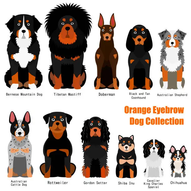 Vector illustration of collection of  orange eyebrow dog
