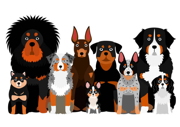 오렌지 눈썹 개 그룹 - tibetan mastiff stock illustrations