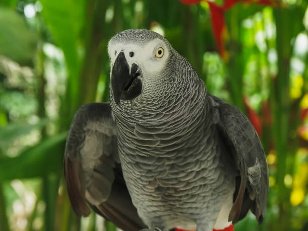 istock closeup front view of a tame african grey parrot 1169669325