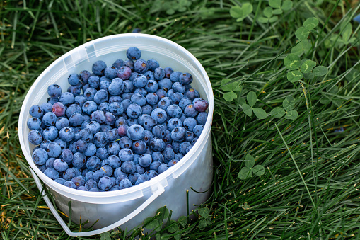 Bunch of berries in a bucket on grass