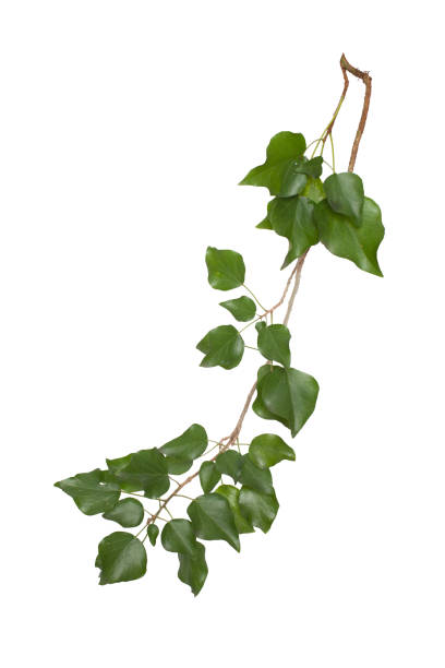 istock Natural Ivy with clipping path 1169670370
