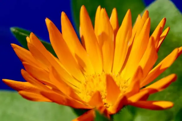 close-up photo of a flower; beautiful flowers, being close to nature, bringing nature close to you, calendula flower