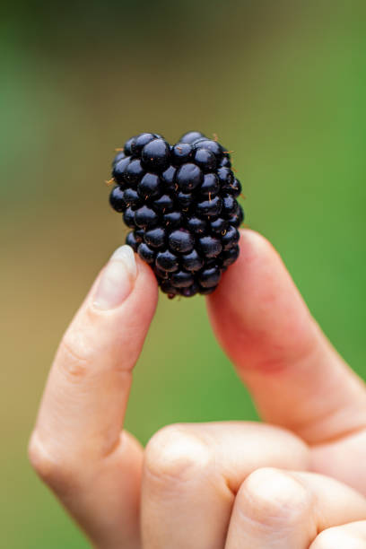 istock Holding a black berry in a hand 1169675975