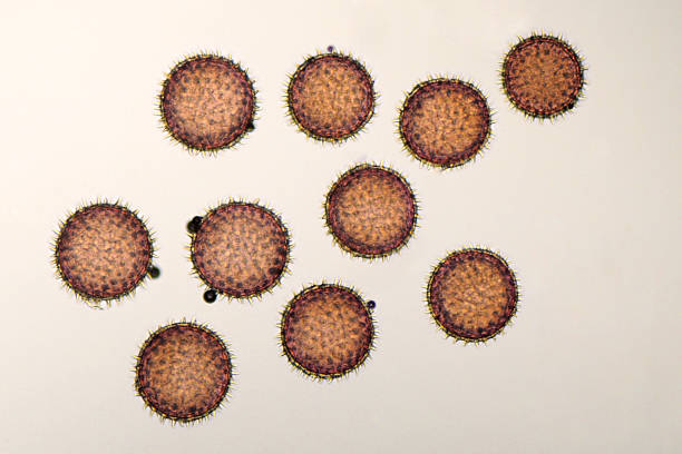 구형 꽃가루 현미경 - scientific micrograph 뉴스 사진 이미지