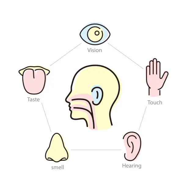 Vector illustration of human senses icon set, vector illustration