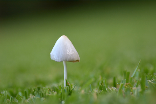 A white mushroom grows in a field of green grass.