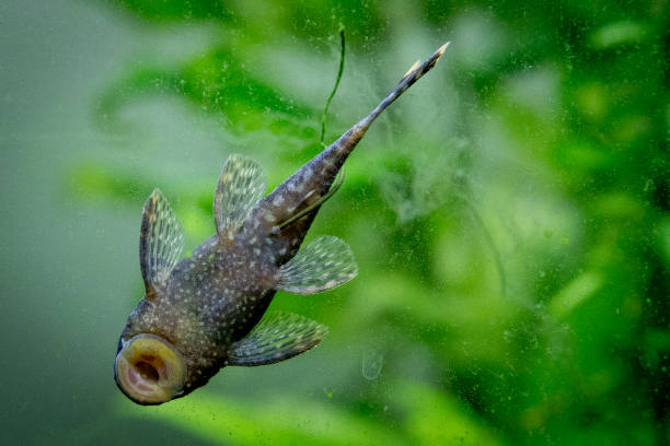 Bagre Bristlenose - foto de stock