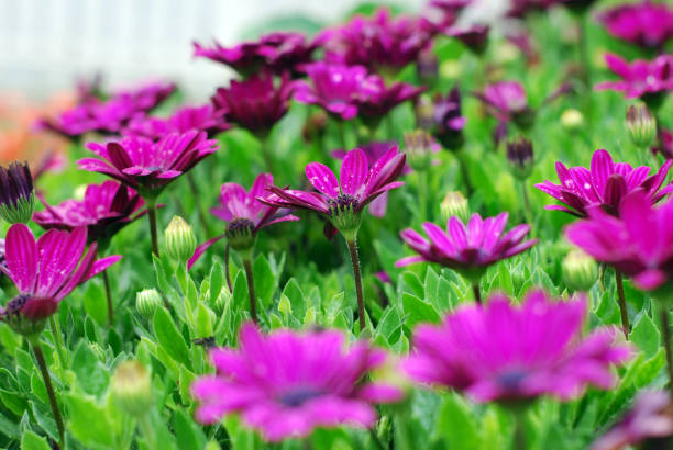 istock Violet Cosmos flowers in field. 1169677877