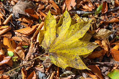 Fallen leaves in forest of Nikko