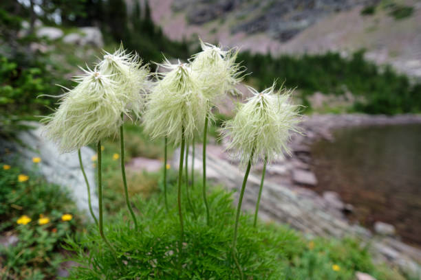 pasqueflower bianco (anemone occidentalis) vicino al lago cobalt, regione delle due medicine, parco nazionale del ghiacciaio - achene foto e immagini stock