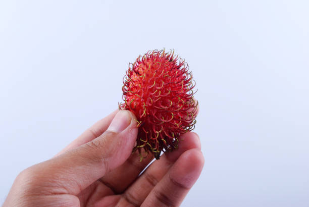 Fresh rambutan fruit