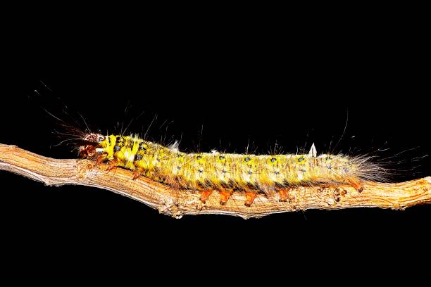 istock Caterpillar crawling on brown branch. 1169678713