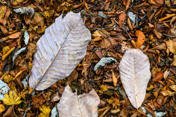 Fallen leaves in forest of Nikko