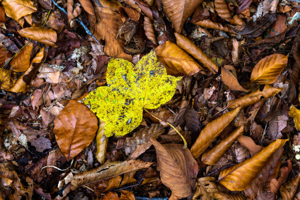 Fallen leaves in forest of Nikko
