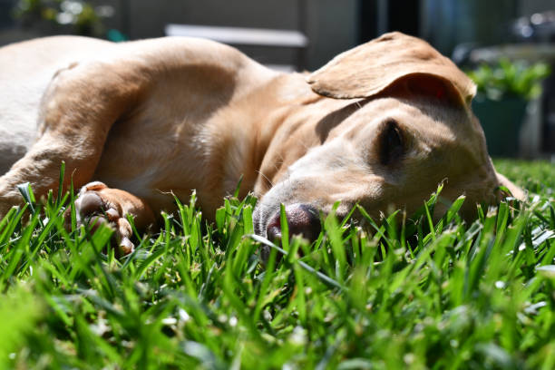 istock This Little Weenie Dog and Me 1169680260