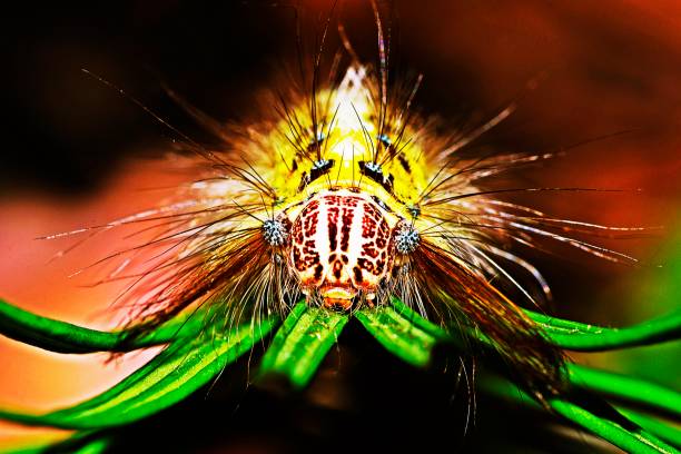 Caterpillar looking at camera from Cycad leaf.