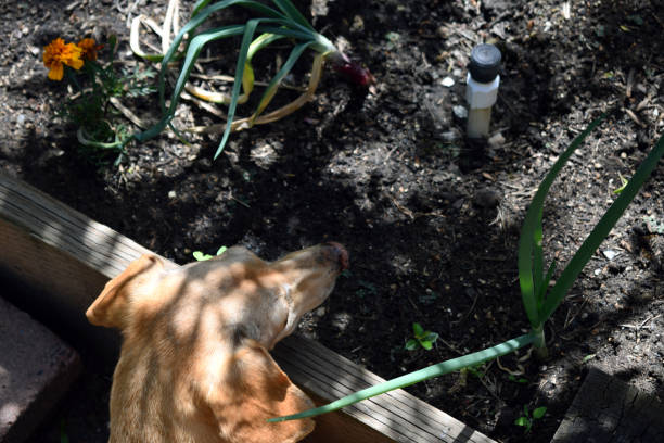 The dachshund in the garden