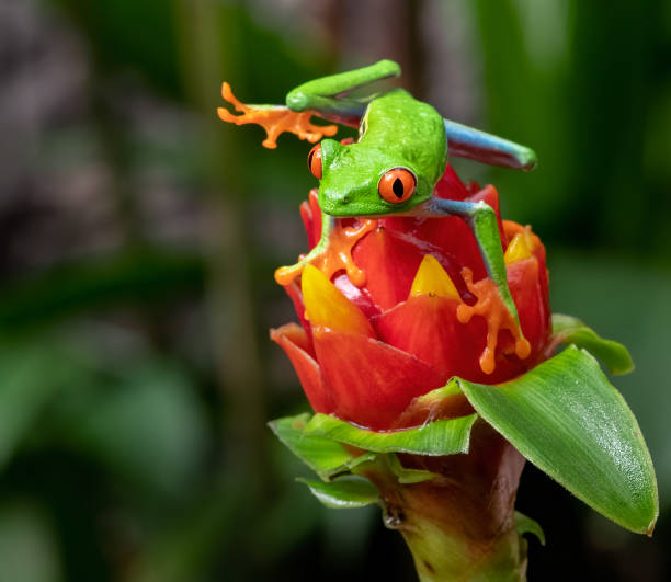 istock Red-eyed Tree Frog in Costa Rica 1169680327