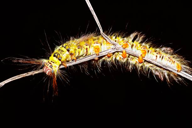 istock Caterpillar crawling on brown branch. 1169681788