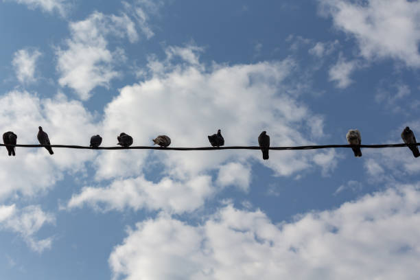 istock Several birds sitting on wires against sky. 1169682380