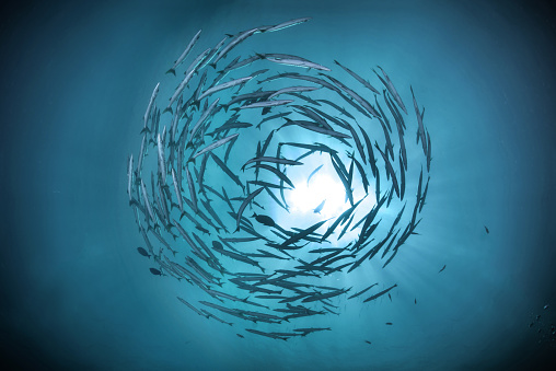 swirl of small group barracuda fish with underwater sun beam