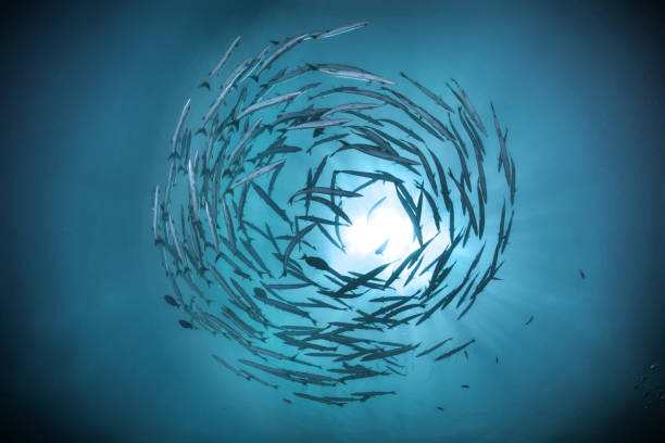 swirl of small group barracuda fish with underwater sun beam swirl of small group barracuda fish with underwater sun beam school of fish photos stock pictures, royalty-free photos & images